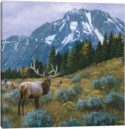 Elk XIV Canvas Art Print - Elk Art