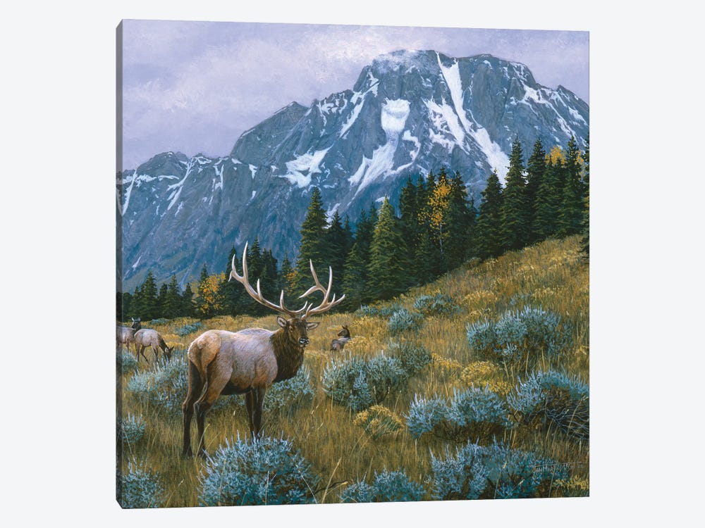 Elk XIV by Jan Martin Mcguire 1-piece Canvas Art