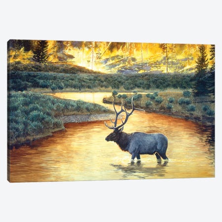 Elk VIII Canvas Print #MGU7} by Jan Martin Mcguire Canvas Wall Art