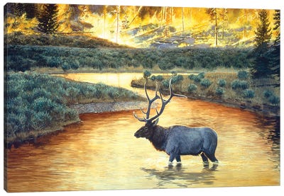 Elk VIII Canvas Art Print