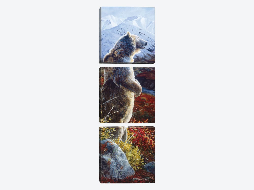 Grizzly VIII by Jan Martin Mcguire 3-piece Canvas Wall Art