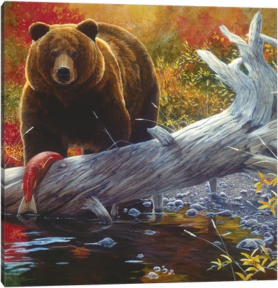 Grizzly IX Canvas Art Print