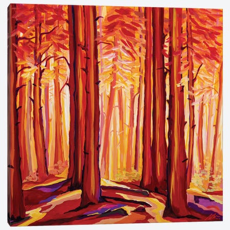 Sunset Through Sugarpine Canvas Print #MGX19} by Maggie Deall Canvas Art