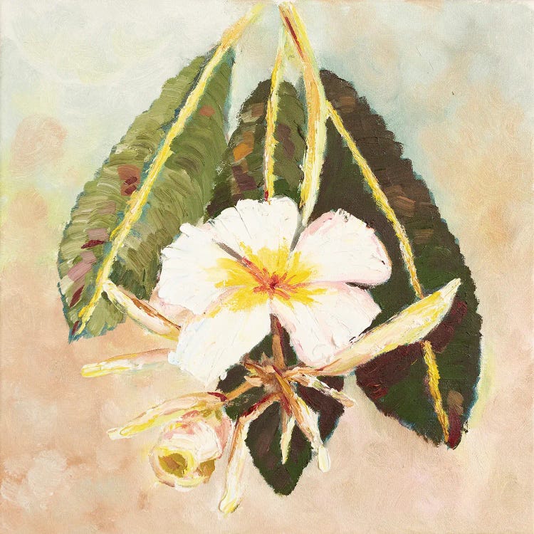 Frangipani