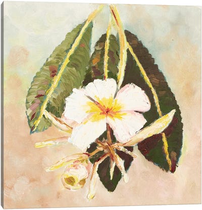 Frangipani Canvas Art Print - Maggie Deall