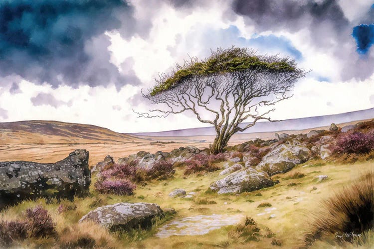 Gnarled Tree In Winter, County Mayo