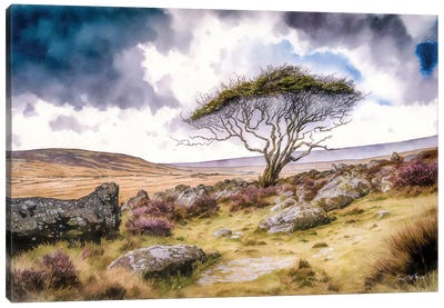 Gnarled Tree In Winter, County Mayo Canvas Art Print - Conor McGuire