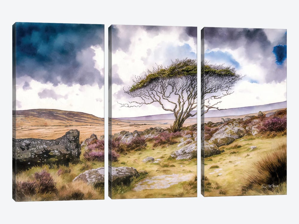 Gnarled Tree In Winter, County Mayo by Conor McGuire 3-piece Canvas Print