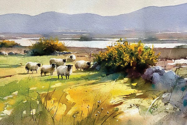 Achill Sheep