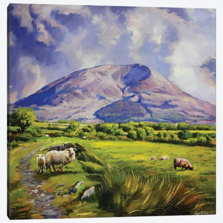 Sheep On Nephin Mountain, County Mayo Canvas Print #MGY50} by Conor McGuire Canvas Art Print