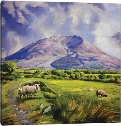 Sheep On Nephin Mountain, County Mayo Canvas Art Print - Sheep Art
