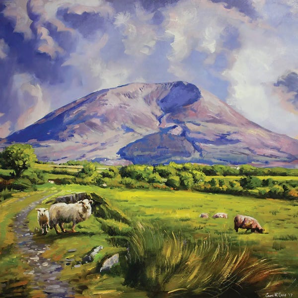 Sheep: Sheep On Nephin Mountain, County Mayo by Conor McGuire