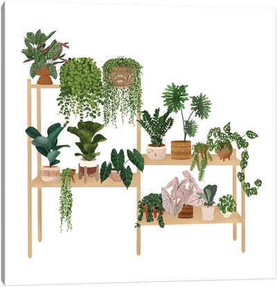 Plants Shelf VI Canvas Art Print - Ana Moguš