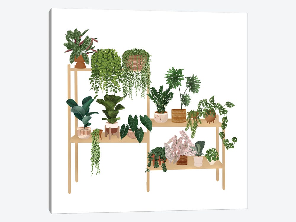 Plants Shelf VI by Ana Moguš 1-piece Canvas Wall Art