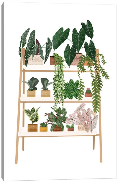 Plant Shelf VIII Canvas Art Print - Ana Moguš