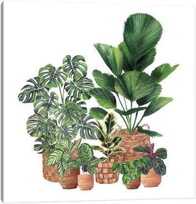 House Plants I Canvas Art Print - Ana Moguš