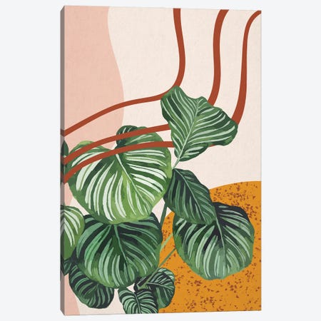 Abstract Calathea Orbifolia Leaves Canvas Print #MGZ10} by Ana Moguš Canvas Art