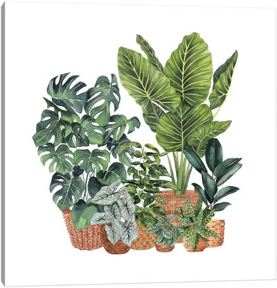House Plants V Canvas Art Print - Ana Moguš