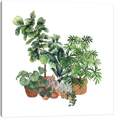 House Plants VI Canvas Art Print - Plant Mom