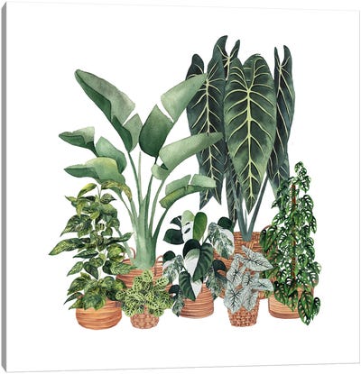 House Plants VIII Canvas Art Print - Ana Moguš