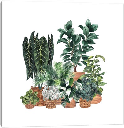 House Plants XI Canvas Art Print - Ana Moguš