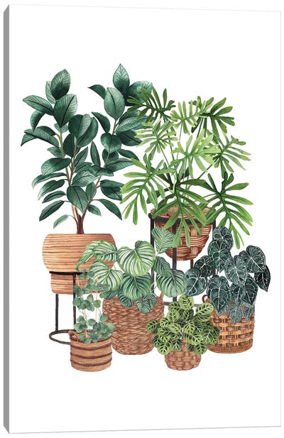 House Plants XII Canvas Art Print - Ana Moguš