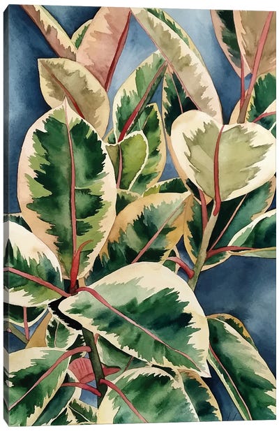Ficus Elastica I Canvas Art Print - Ana Moguš