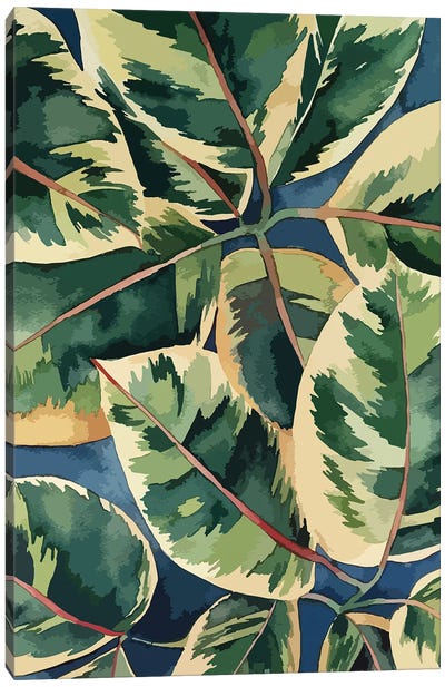Ficus Elastica II Canvas Art Print - Ana Moguš