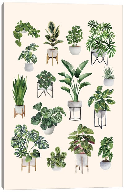 House Plants Collection I Canvas Art Print - Ana Moguš