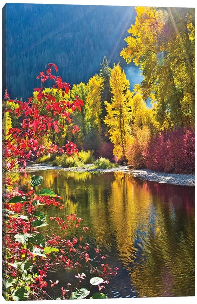 Autumn foliage, Nason Creek Area, Wenatchee National Forest, Washington State, USA Canvas Art Print - Oregon Art