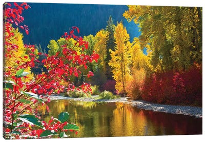 Autumn foliage, Nason Creek Area, Wenatchee National Forest, Washington State, USA Canvas Art Print