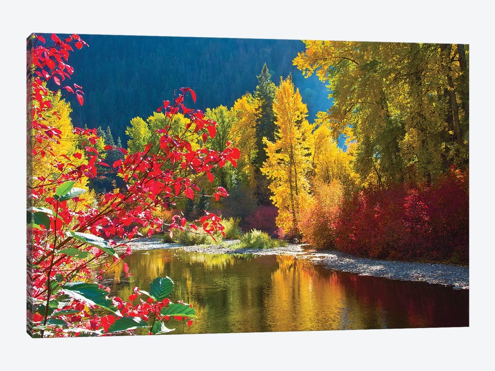 Autumn foliage, Nason Creek Area, Wenatchee National Forest, Washington State, USA by Michel Hersen 1-piece Canvas Wall Art