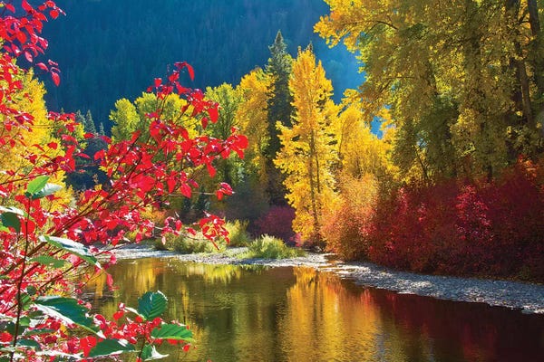 Michel Hersen: Autumn Foliage II, Nason Creek Area, Wenatchee National Forest, Washington State, USA by Michel Hersen