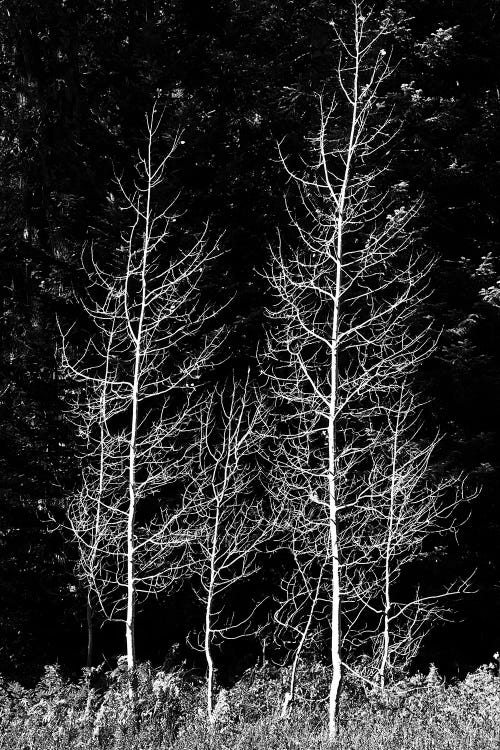 Denuded aspens, Wenatchee National Forest, White River Area, Washington State, USA