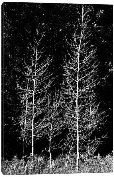 Denuded aspens, Wenatchee National Forest, White River Area, Washington State, USA Canvas Art Print