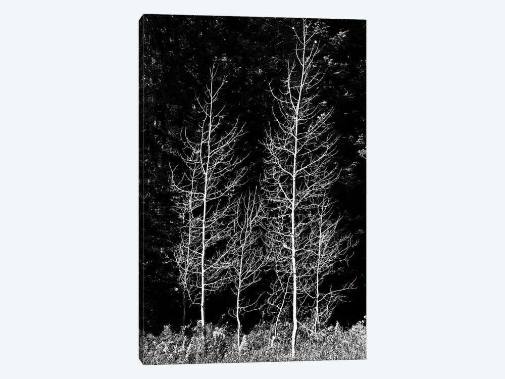 Denuded aspens, Wenatchee National Forest, White River Area, Washington State, USA by Michel Hersen 1-piece Canvas Art