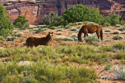 Indian ponies, free range, Canyon de Chelly, National Monument, Chinle, USA by Michel Hersen canvas print