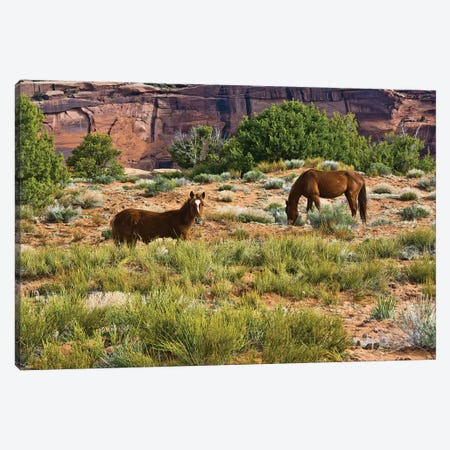 Indian ponies, free range, Canyon de Chelly, National Monument, Chinle, USA Canvas Print #MHE15} by Michel Hersen Canvas Art