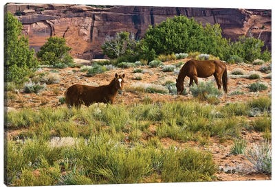 Indian ponies, free range, Canyon de Chelly, National Monument, Chinle, USA Canvas Art Print