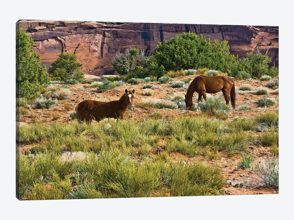 Indian ponies, free range, Canyon de Chelly, National Monument, Chinle, USA by Michel Hersen 1-piece Canvas Wall Art