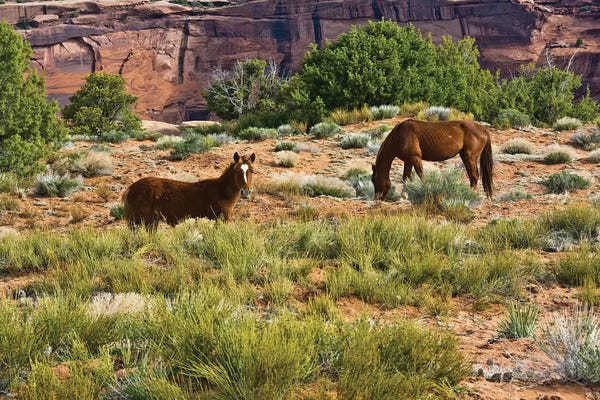 Michel Hersen: Indian ponies, free range, Canyon de Chelly, National Monument, Chinle, USA by Michel Hersen