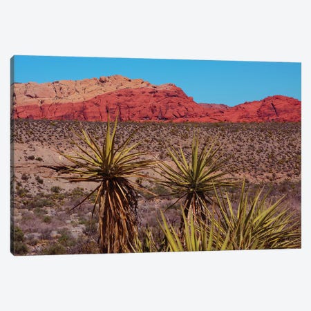 Soaptree Yucca, Red Rock Canyon National Conservation Area, Nevada, USA Canvas Print #MHE19} by Michel Hersen Art Print