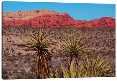 Soaptree Yucca, Red Rock Canyon National Conservation Area, Nevada, USA Canvas Art Print - Nevada Art