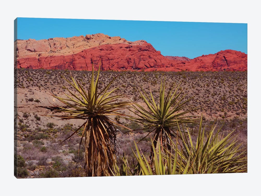Soaptree Yucca, Red Rock Canyon National Conservation Area, Nevada, USA by Michel Hersen 1-piece Canvas Artwork