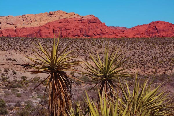 Nevada: Soaptree Yucca, Red Rock Canyon National Conservation Area, Nevada, USA by Michel Hersen
