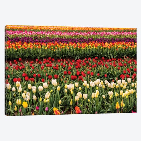 Tulip field, Tulip Festival, Woodburn, Oregon, USA. Colorful, Tulip field in bloom. Canvas Print #MHE21} by Michel Hersen Canvas Art