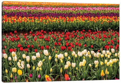 Tulip field, Tulip Festival, Woodburn, Oregon, USA. Colorful, Tulip field in bloom. Canvas Art Print