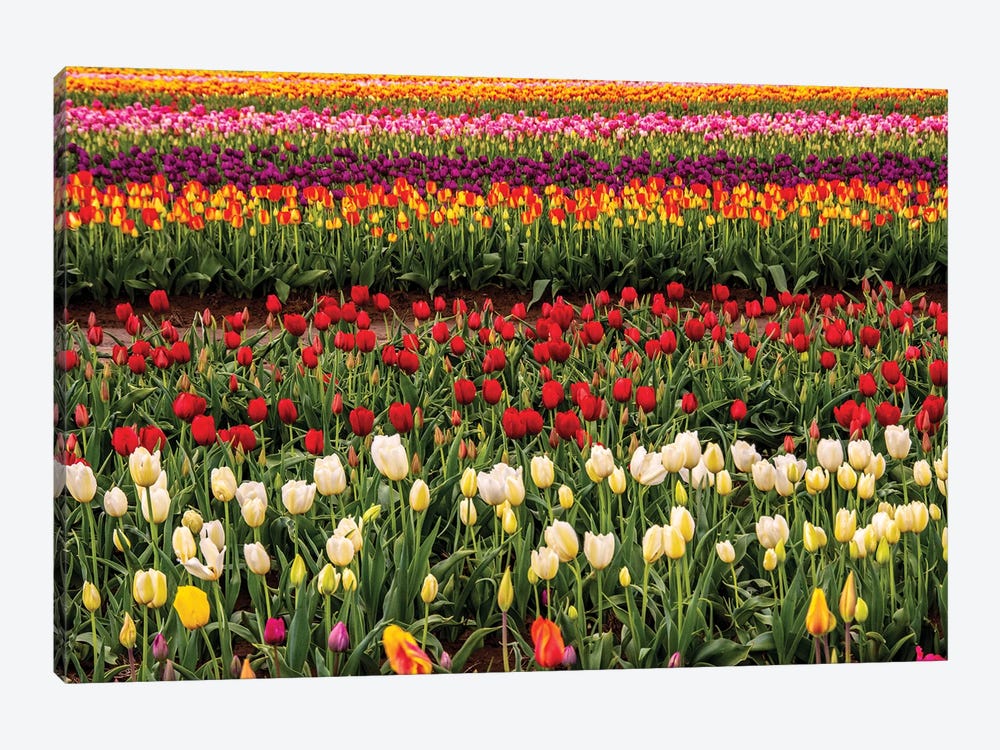 Tulip field, Tulip Festival, Woodburn, Oregon, USA. Colorful, Tulip field in bloom. by Michel Hersen 1-piece Canvas Art Print