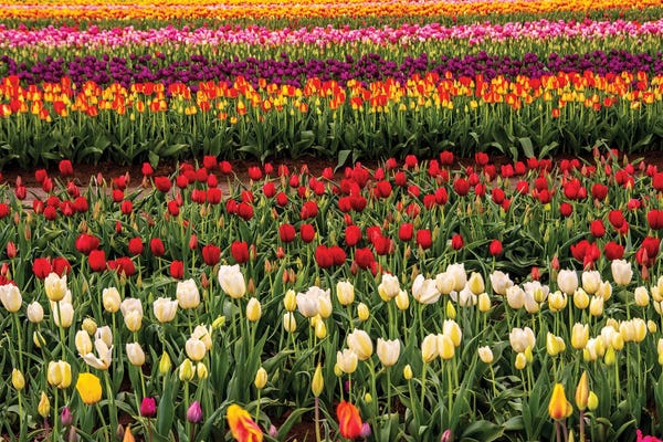 Tulip field, Tulip Festival, Woodburn, Oregon, USA. Colorful, Tulip field in bloom.