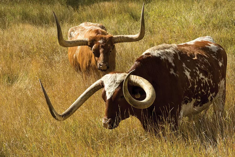 Texas Longhorn, Custer, South Dakota, Usa